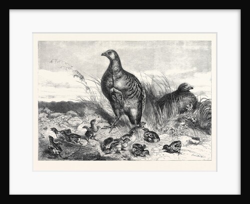 A Brood of Partridges by Anonymous