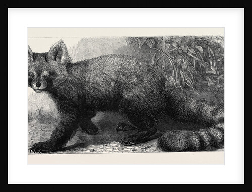 The Ailurus Fulgens at the Zoological Society's Gardens Regent's Park London UK 1869 by Anonymous