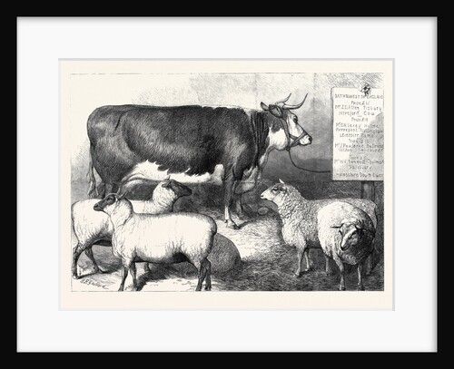 Prize Cow and Sheep at the Bath and West of England Agricultural Show Southampton 1869 by Anonymous