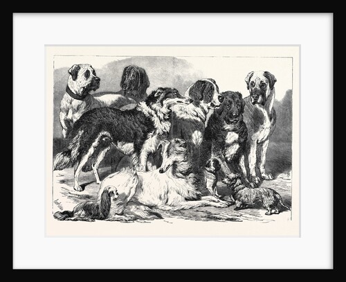 Prize Dogs in the National Dog Show at Islington London UK 1869 by Anonymous