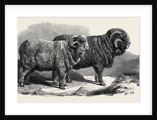 Pure Saxon Merino Rams Exhibited at Breslau 1869 by Anonymous