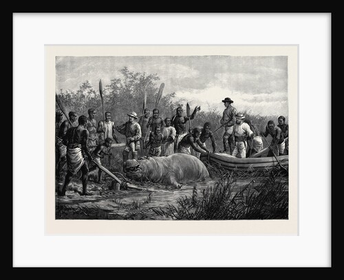 Hippopotamus Hunting in Angola West Africa 1880 by Anonymous