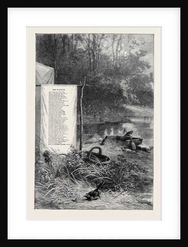 Wagtails a Loquacious Band Hold High Jinks Mid Grass and Sand 1880 by Anonymous