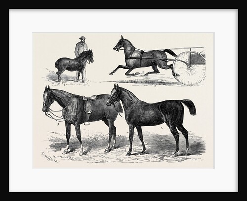 The Horse Show 1880 by Anonymous