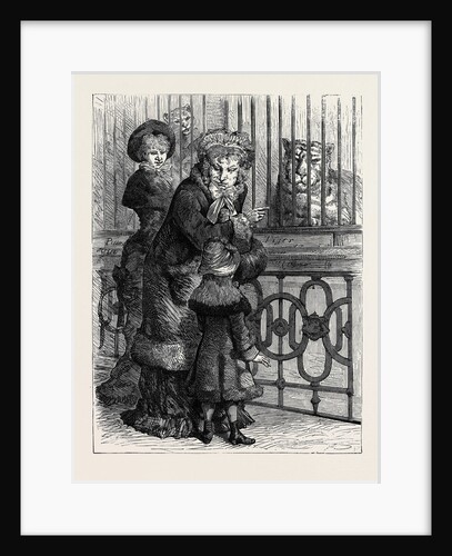 At the Zoological Society's Gardens in London: The Cat Family 1880 by Anonymous