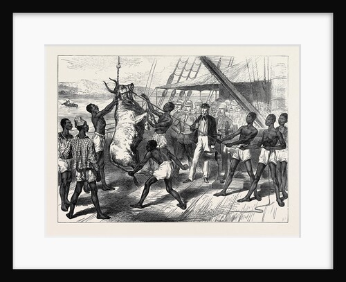 The Ashantee War: Shipping Bullocks at Sierra Leone for Cape Coast Castle 1874 by Anonymous