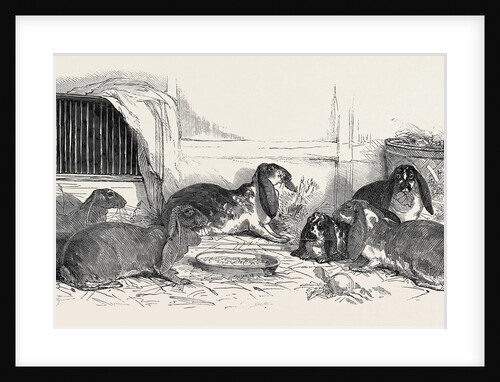 Show of the Metropolitan Fancy Rabbit Club by Anonymous