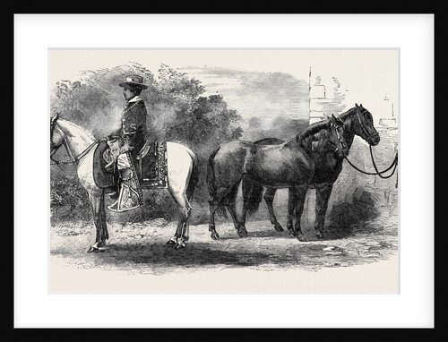 Mexican Ponies Presented to the Prince of Wales. by Anonymous