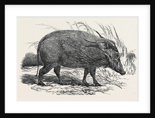 Choiropotamus, or Red Hog of the Cameroons, in the Gardens of the Zoological Society, Regent's Park, London by Anonymous