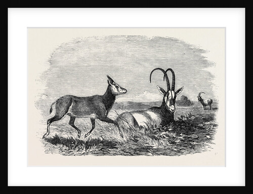 Leucoryx and Young, in the Gardens of the Zoological Society, Regent's Park, London by Anonymous
