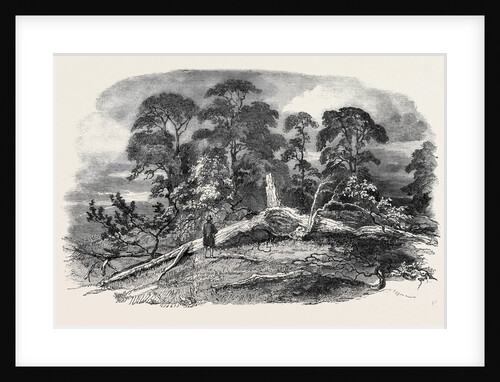 Oak Struck by Lightning in Westwood Park, Droitwich, 1852 by Anonymous
