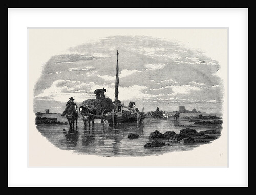 The Vraic or Seaweed Harvest Guernsey: Carting the Vraic by Anonymous