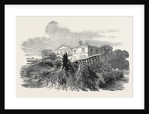 Cedar Struck by Lightning, at Henley-Upon-Thames, 1852 by Anonymous