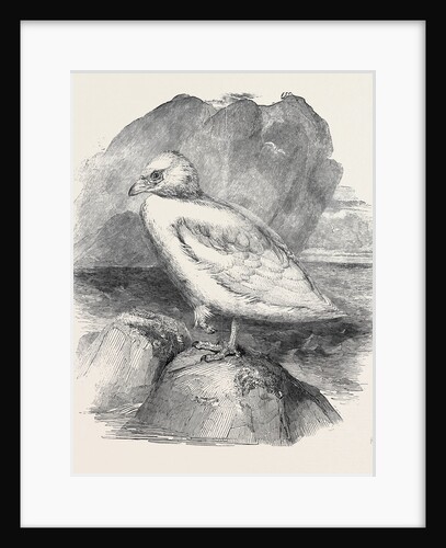 The Snowbird, in the Gardens of the Zoological Society by Anonymous