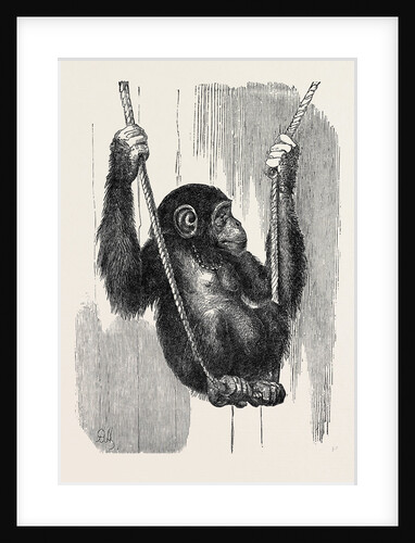 Chimpanzee, in the Gardens of the Zoological Society by Anonymous