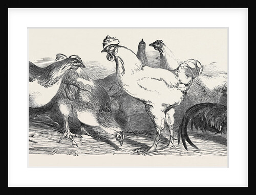 Prize Poultry at the Royal Agricultural Society's Show, at Lewes. by Anonymous