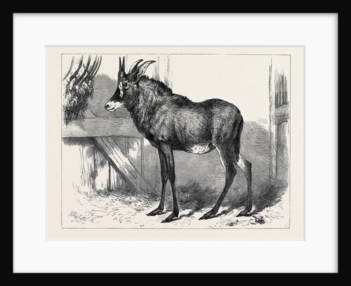 The Equine Antelope of Nubia in the Gardens of the Zoological Society London 1879 by Anonymous