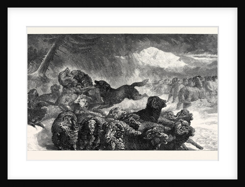 A Stampede from a Wolf, in the Exhibition of the Royal Academy 1867 by Anonymous