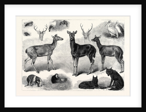New Animals and Birds in the Zoological Society's Gardens Regent's Park London UK 1867 by Anonymous