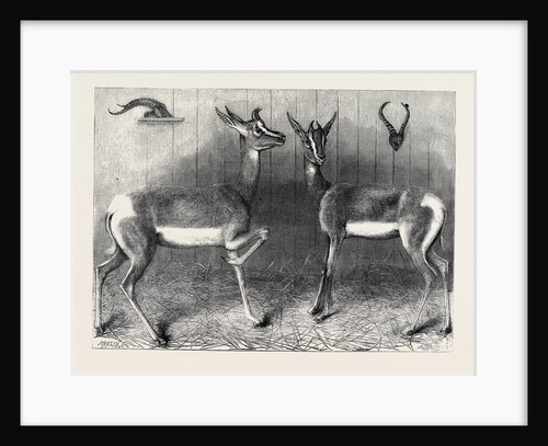 Antelopes from Soudan in the Gardens of the Zoological Society London UK by Anonymous