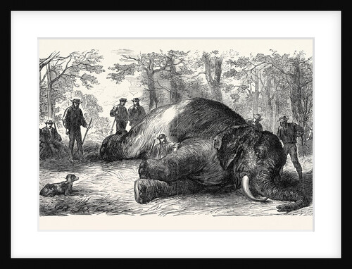 Measuring the Elephant Killed by the Duke of Edinburgh 1867 by Anonymous
