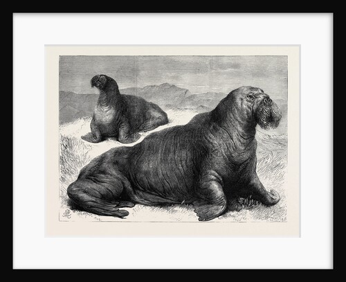 The Walrus Recently Added to the Collection of the Zoological Society in Regent's Park London UK 1867 by Anonymous