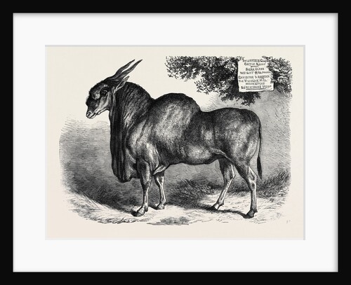 The Eland at the Smithfield Club Cattle Show 1867 by Anonymous