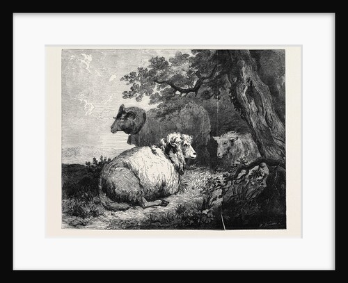 Sheep, in the International Exhibition 1862 by Anonymous