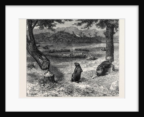 Beavers Cutting Down Trees by Anonymous