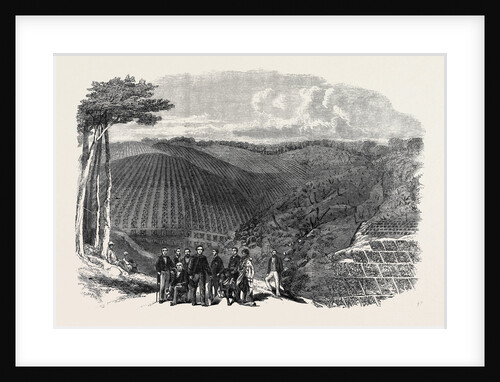 Peruvian Bark Tree Plantations in the Neilgherry Hills India: Sir William Denison Governor of Madras Planting the First Tree in a New Plantation 1862 by Anonymous