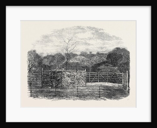 The Prince Consort's Oak Planted by Her Majesty in the Flemish Farm Near Windsor As a Memorial of the Late Prince Consort 1862 by Anonymous