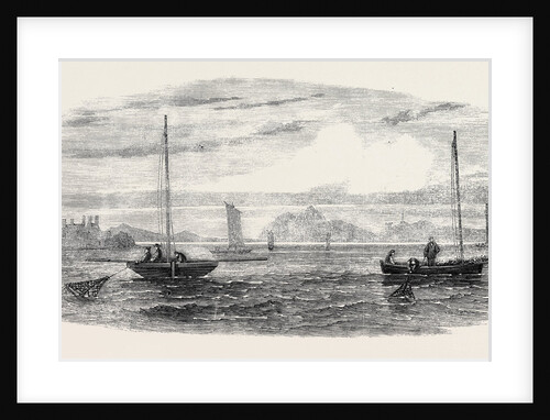 The Shellfish Supplies: Oyster-Boats Dredging Off Prestonpans 1862 by Anonymous