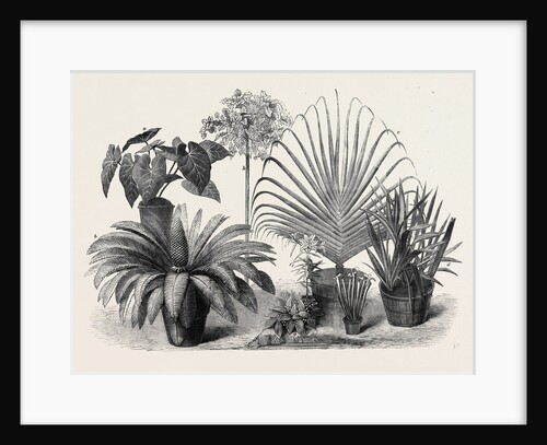 Group of Rare Plants at the Late International Horticultural Exhibition South Kensington London UK 1866 by Anonymous