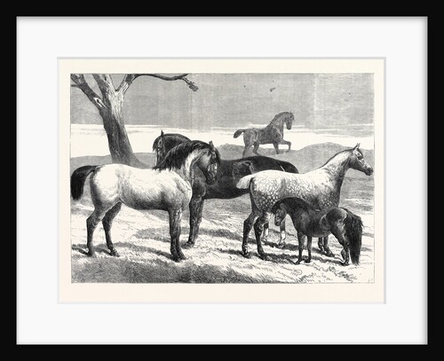 Prize Horses at the Horse Show in the Agricultural Hall Islington UK 1866 by Anonymous