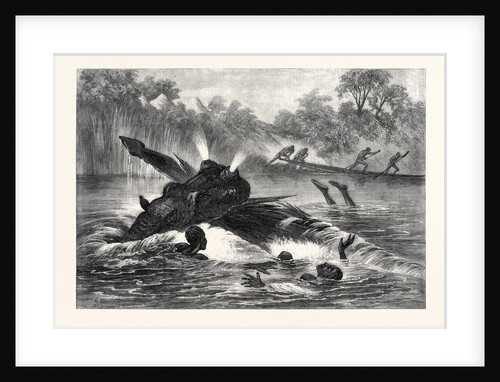 Canoe Destroyed by a Hippopotamus on the River Zambesi South Africa 1866 by Anonymous