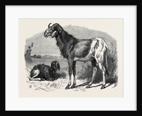 Long-Eared African Sheep in the Zoological Society's Gardens Regent's Park 1866 by Anonymous