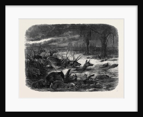 Animals Taking Refuge from a Prairie Fire by Anonymous