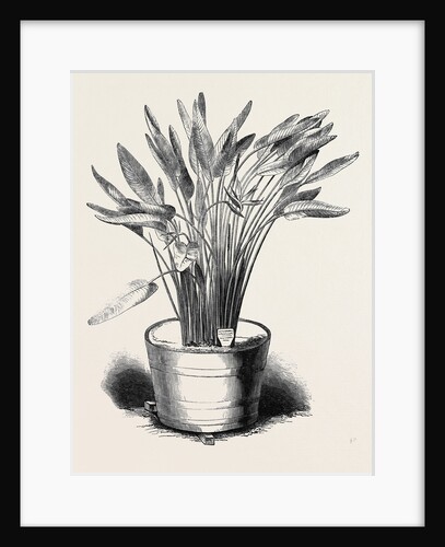 Strelitzia Reginae, in Flower, at Kew Gardens by Anonymous