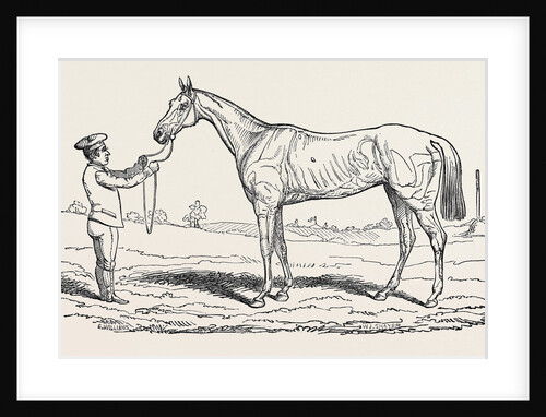 The Princess, Winner of the Oaks. by Anonymous