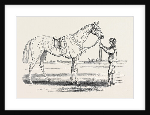 Alice Hawthorn, the Winner of the Gold Vase, at Ascot Races by Anonymous