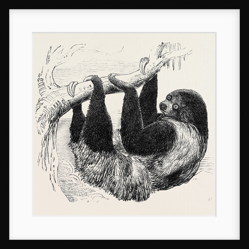 Sloth at the Zoological Gardens, Regent's Park by Anonymous