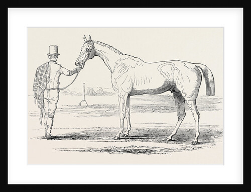 Colonel Peel's Orlando, the Winner of the Derby. by Anonymous