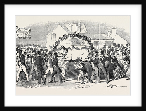 Procession of the Ox, at Buckingham by Anonymous