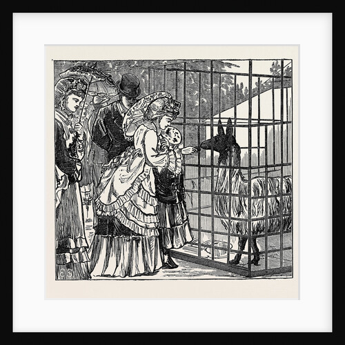Sketches in the International Exhibition: The Llama 1871 by Anonymous