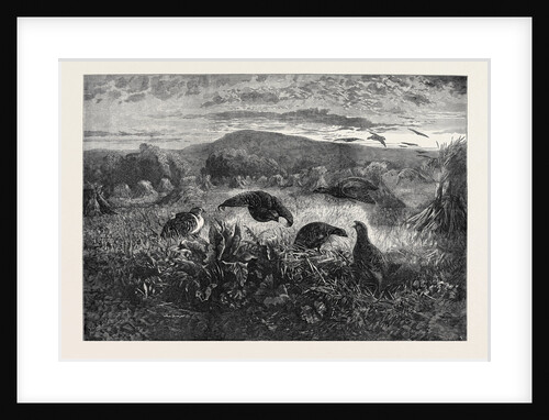 Birds in a Field by Anonymous
