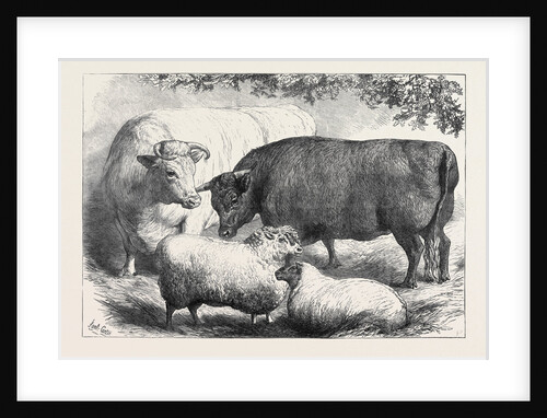 Prize Cattle and Sheep at the Smithfield Club Show 1871 by Anonymous