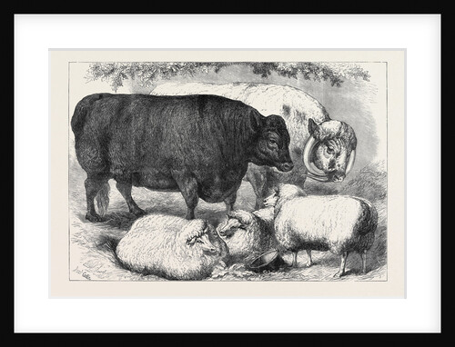 Prize Cattle and Sheep at the Smithfield Club Show 1871 by Anonymous