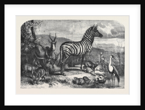 Group of Animals Lately Received at the Gardens of the Zoological Society Regent's Park by Anonymous