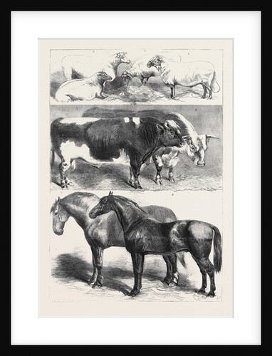 Prize Animals at the Royal Agricultural Society's Show at Leeds July 27 1861 by Anonymous