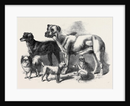 Prize Dogs at the Leeds Show August 3 1861 by Anonymous